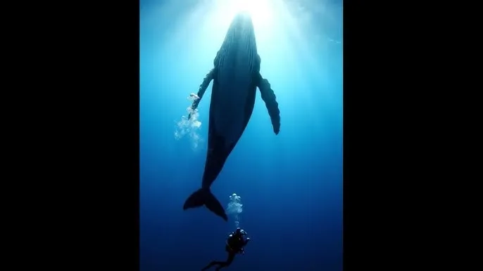淘宝双12销售额 - 深蓝星球：探索海洋深处的未知世界